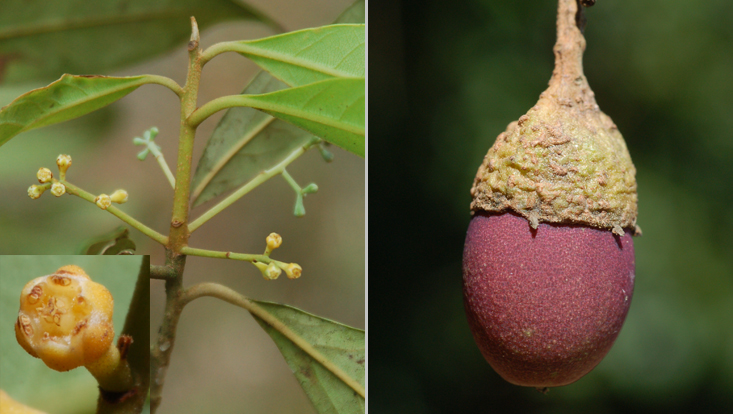Aniba firmula; left: branch with flowers and single flower (insert); right: fruit Photos of Aniba firmula; left: branch with flowers and single flower (insert); right: fruit