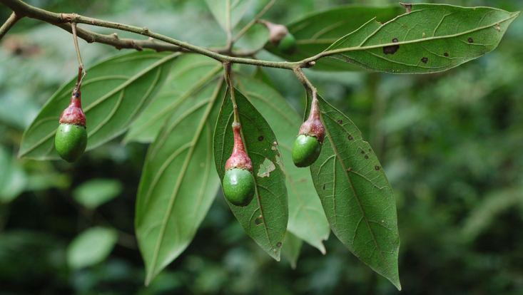Endlicheria paniculata, branch with almost mature fruits Photo of Endlicheria paniculata, branch with almost mature fruits