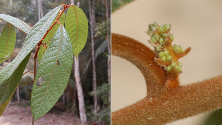 Endlicheria glomerata; left: leafy branch; right: very young inflorescence Photos of Endlicheria glomerata; left: leafy branch; right: very young inflorescence
