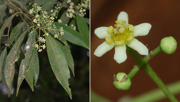 Nectandra megapotamica; left: flowering branch; right: flower Photos of Nectandra megapotamica; left: flowering branch; right: flower