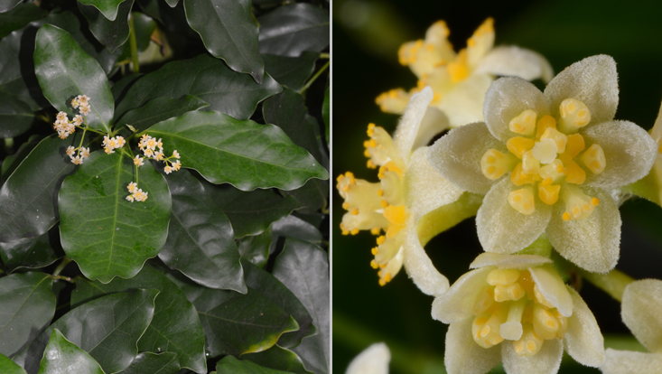 Ocotea foetens; left: branches with inflorescences; right: flowers Photos of Ocotea foetens; left: branches with inflorescences; right: flowers