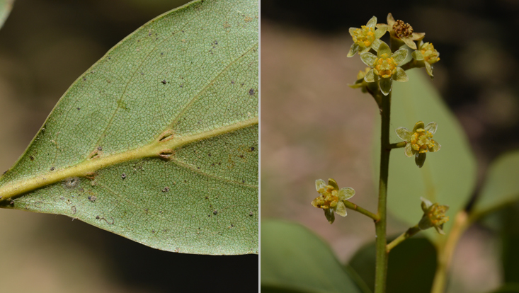 Ocotea porosa; left: lower leaf surface with the typical domatia; right: inflorescence Photos of Ocotea porosa; left: lower leaf surface with the typical domatia; right: inflorescence