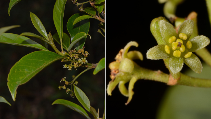 Ocotea nunesiana; left: flowering branch; right: flower Photos of Ocotea nunesiana; left: flowering branch; right: flower