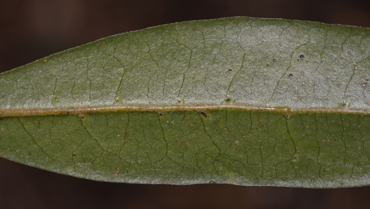 Ocotea vaccinioides, lower leaf surface with numerous domatia Photo of Ocotea vaccinioides, lower leaf surface with numerous domatia