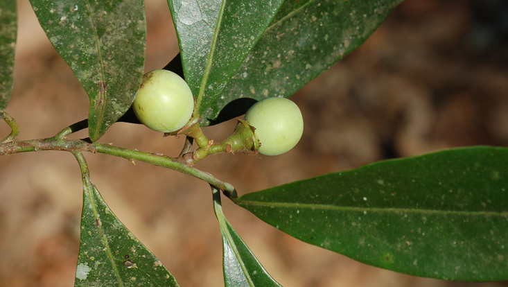 Ocotea silvestris, branch with immature fruits Photo of a branch of Ocotea silvestris, with immature fruits