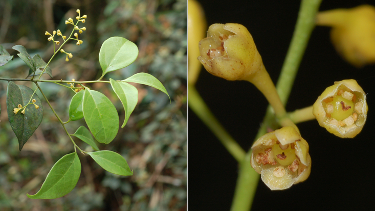 Ocotea laxa; left: branch with inflorescences; right: female flowers Photos of Ocotea laxa; left: branch with inflorescences; right: female flowers