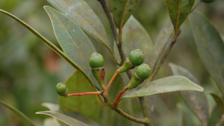Ocotea serrana, branch with immature fruits Photo of Ocotea serrana, branch with immature fruits