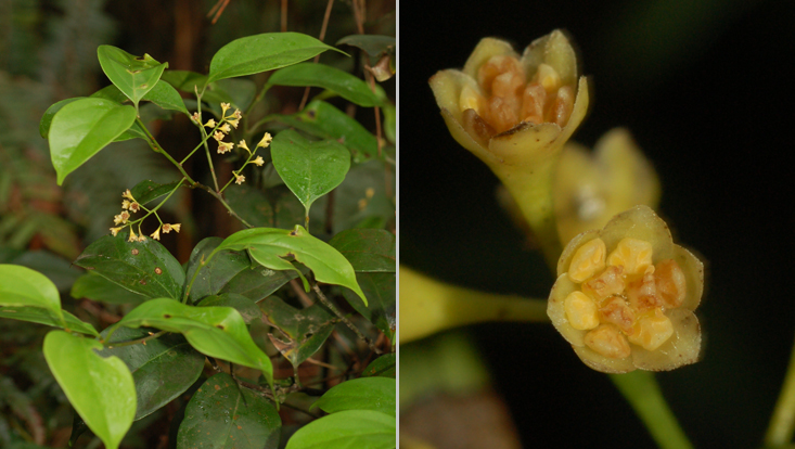 Ocotea teleiandra; left: branch with inflorescences; right: male flowers Photos of Ocotea teleiandra; left: branch with inflorescences; right: male flowers