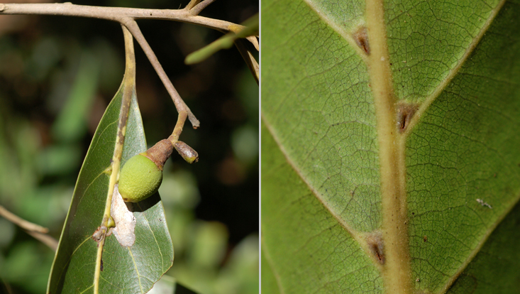 Ocotea domatiata; left: branch with immature fruit; right: lower leaf surface with domatia Photos of Ocotea domatiata; left: branch with immature fruit; right: lower leaf surface with domatia