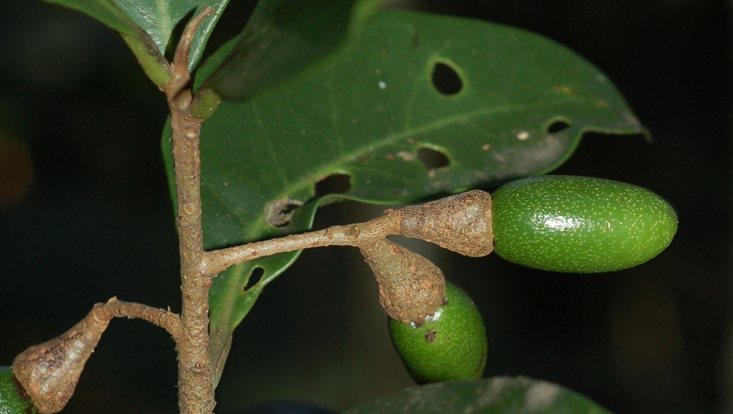 Ocotea daphnifolia, branch with immature fruits Photo of Ocotea daphnifolia, branch with immature fruits