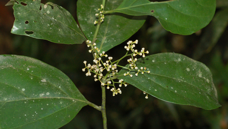Ocotea divaricata, branch with inflorescence Photo of Ocotea divaricata, branch with inflorescence