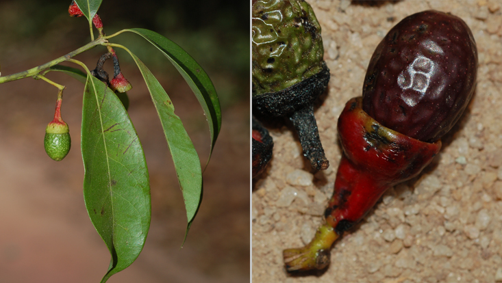 Ocotea spectabilis; left: branch with immature fruits; right: fallen mature fruit Photos of Ocotea spectabilis; left: branch with immature fruits; right: fallen mature fruit