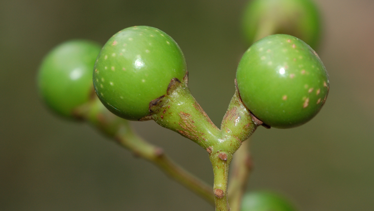 Ocotea glaziovii, immature fruits Photo of Ocotea glaziovii, immature fruits