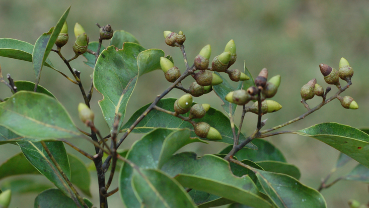 Ocotea notata, branches with immature fruits Photo of Ocotea notata, branches with immature fruits