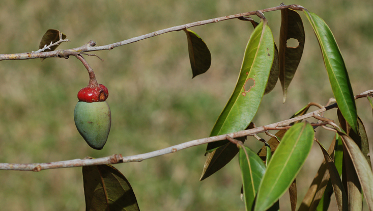 Ocotea aciphylla, branch with fruit Photo of Ocotea aciphylla, branch with fruit