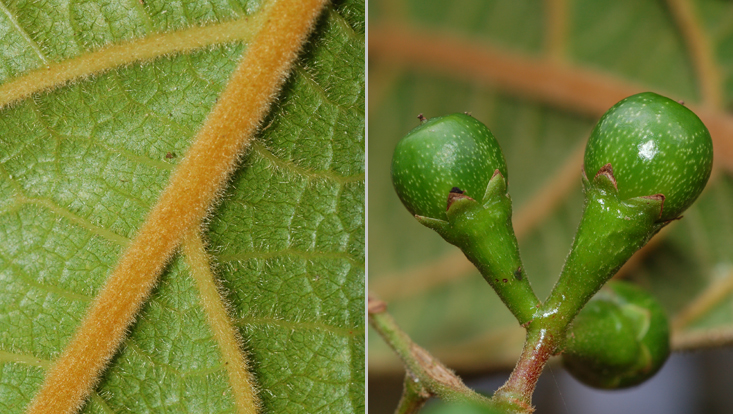 Ocotea tabacifolia; left: detail of the lower leaf surface; right: immature fruits Photos of Ocotea tabacifolia; left: detail of the lower leaf surface; right: immature fruits