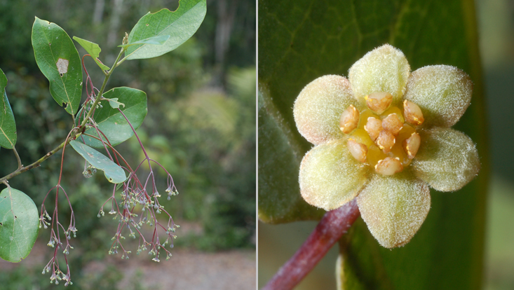 Rhodostemonodaphne capixabensis; left: branch with inflorescences; right: male flower Photos of Rhodostemonodaphne capixabensis; left: branch with inflorescences; right: male flower