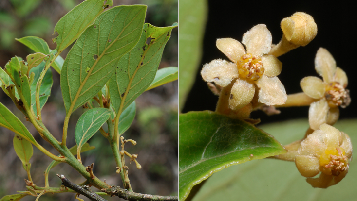 Rhodostemonodaphne macrocalyx; left: branch with inflorescences; right: male flower Photos of Rhodostemonodaphne macrocalyx; left: branch with inflorescences; right: male flower