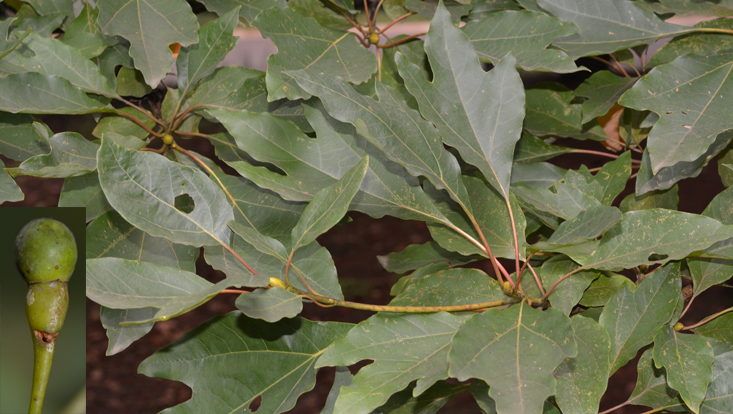 Sassafras tzumu, leafy branch; insert: immature fruit Photos of Sassafras tzumu; large image: leafy branch; insert: immature fruit