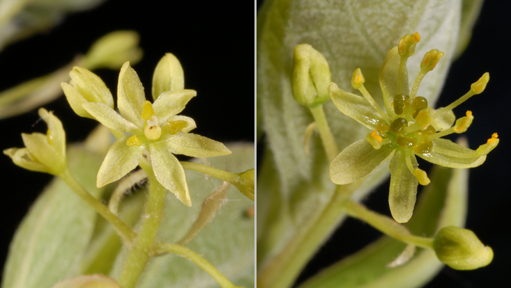 Sassafras albidum; left: female flower; right: male flower Photos of Sassafras albidum; left: female flower; right: male flower
