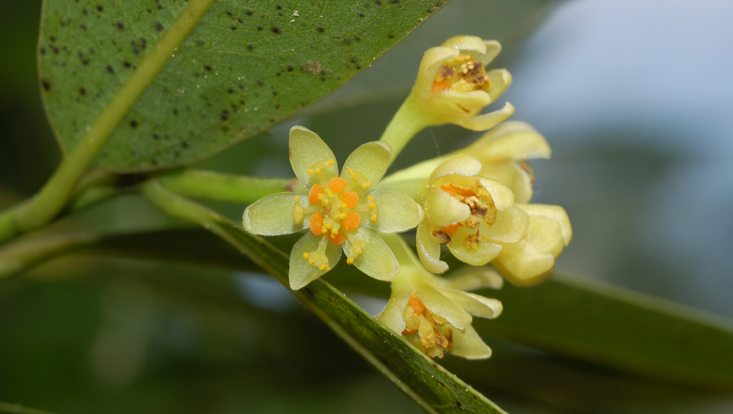 Umbellularia californica, inflorescence Photo of an inflorescence of Umbellularia californica