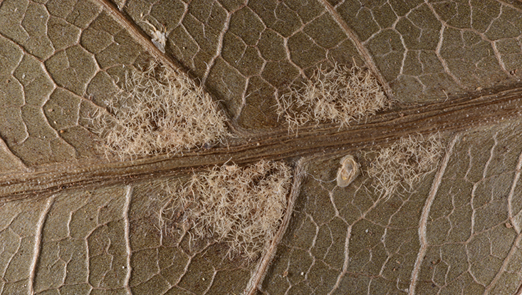 Dichte Haarbüschel auf der Blattunterseite von Ocotea foetens, Herbarmaterial, coll. Rohwer 2002-05 Foto von dichten Haarbüschel in den Achseln der Seitennerven auf der Blattunterseite von Ocotea foetens, Herbarmaterial, coll. Rohwer 2002-05