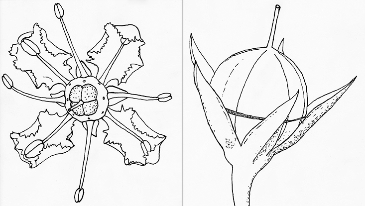 Zeichnungen als Vorlagen für Abbildungen in Schmeil-Fitschen, Die Flora Deutschlands und angrenzender Länder; links Ruta graveolens, Blüte; rechts Anagallis arvensis, Frucht Zeichnungen als Vorlagen für Abbildungen in Schmeil-Fitschen, Die Flora Deutschlands und angrenzender Länder; links Ruta graveolens, Blüte; rechts Anagallis arvensis, Frucht