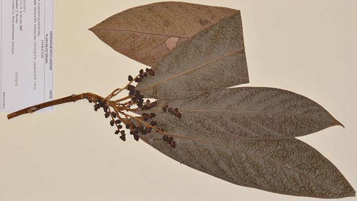 Herbarium specimen of Endlicheria glomerata Mez, coll. Moraes 3497, voucher specimen for molecular systematic studies Photo of a Herbarium specimen of Endlicheria glomerata Mez, coll. Moraes 3497, voucher specimen for molecular systematic studies