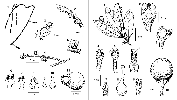 Drawings for Flora de la República de Cuba; left: Cassytha filiformis; right: Persea hypoleuca Drawings for Flora de la República de Cuba; left: Cassytha filiformis; right: Persea hypoleuca
