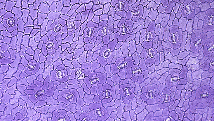 Preparation of the lower leaf epidermis of Ocotea foetens Light microscope photo of a preparation of the lower leaf epidermis of Ocotea foetens