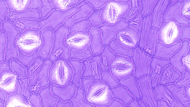 Preparation of the lower leaf epidermis of Ocotea rivularis Light microscope photo of a preparation of the lower leaf epidermis of Ocotea rivularis
