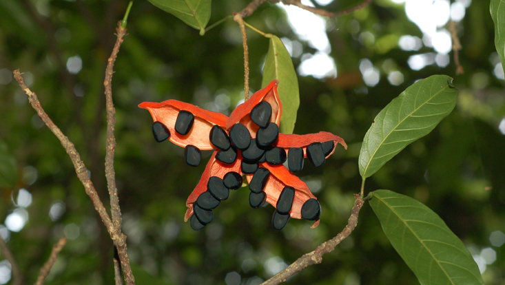 Sterculia coccinea, open fruit Photo of an open fruit of Sterculia coccinea