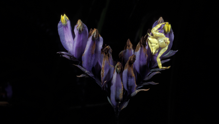 Burmannia disticha, inflorescence with crab spider Photo of an inflorescence of Burmannia disticha, with crab spider