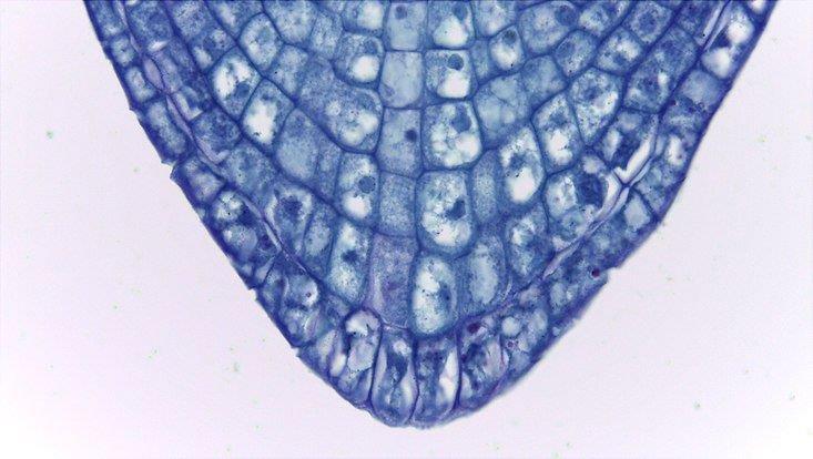 Allium cepa, root tip, longitudinal section Light microscope photo of a longitudinal section of a root tip of Allium cepa