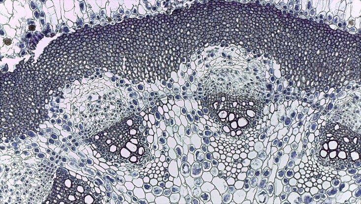Aristolochia macrophylla, young stem, cross section Light microscope photo of a cross section of a young stem of Aristolochia macrophylla