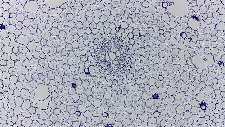 Ranunculus repens, young root, cross section Light microscope photo of a cross section of a young root of Ranunculus repens