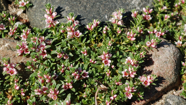 Foto von Glaux maritima, blühende Pflanzen