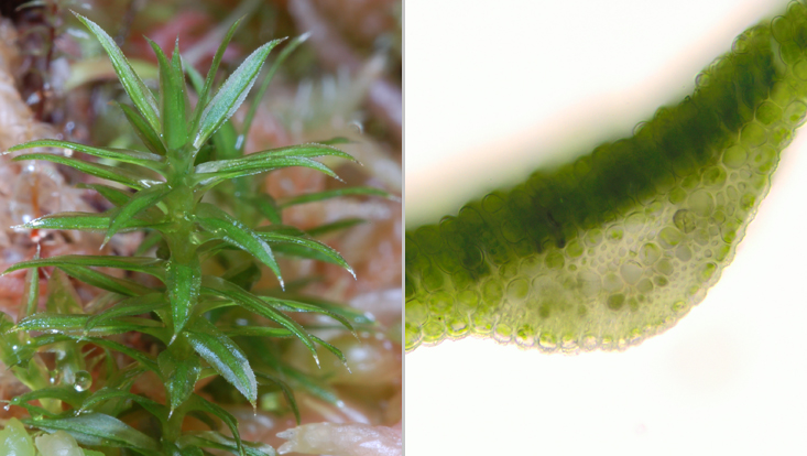 Polytrichum; links Habitus, rechts Querschnitt durch ein Phylloid im Bereich der Mittelrippe Fotos des Laubmooses Polytrichum; links Habitus, rechts Querschnitt durch ein Phylloid im Bereich der Mittelrippe