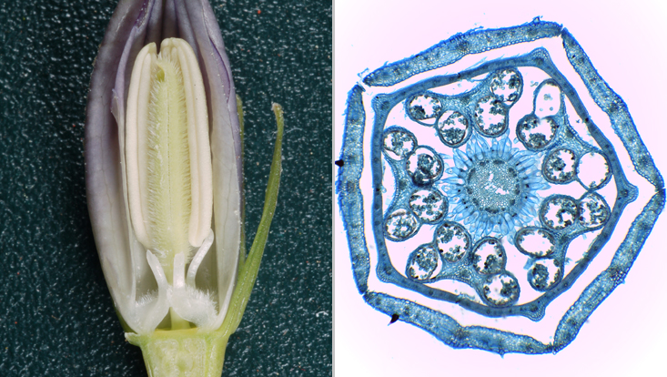 Flower buds of Campanula; left: longitudinal section, shortly before anthesis; right: cross section in the light microscope Photos of flower buds of Campanula; left: longitudinal section, shortly before anthesis; right: cross section in the light microscope