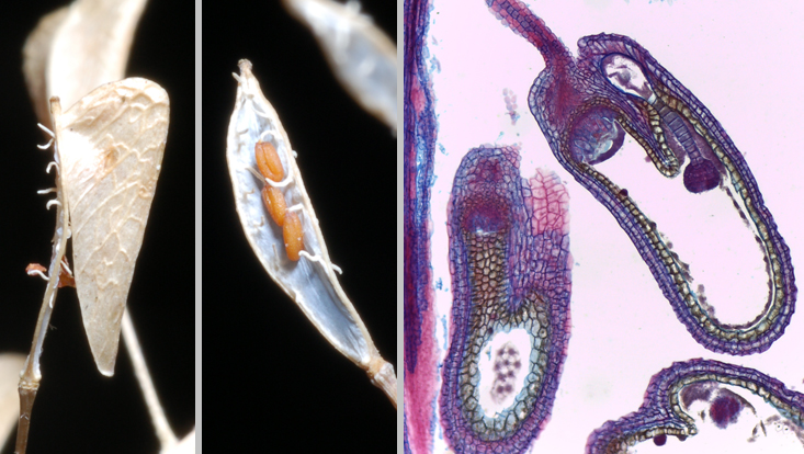 Capsella bursa-pastoris; left: silicule, just opening; medium left: replum with seeds; right: longitudinal section of a young seed in the light microscope Photos of Capsella bursa-pastoris; left: silicule, just opening; medium left: replum with seeds; right: longitudinal section of a young seed in the light microscope
