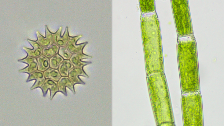 Chlorophyceae; left: Pediastrum; right: Oedogonium Light microscope photos of Chlorophyceae; left: Pediastrum; right: Oedogonium