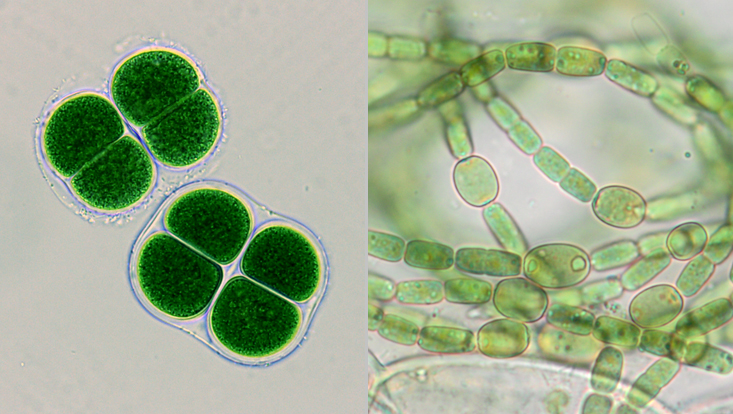 Cyanobacteria; left: Chroococcus turgidus; right: Anabaena azollae Light microscope photos of Cyanobacteria; left: Chroococcus turgidus; right: Anabaena azollae