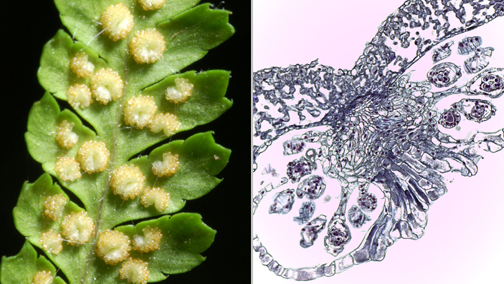 Details of Drypteris, a leptosporangiate fern; left: abaxial surface of a second order leaf pinna, with sori; right: section of a sorus in the light microscope Photos of details of Drypteris, a leptosporangiate fern; left: abaxial surface of a second order leaf pinna, with sori; right: section of a sorus in the light microscope