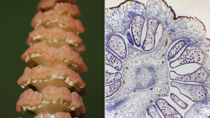 Equisetum arvense; left: part of a strobilus = a spike of sporangiophores; right: cross section of a strobilus in the light microscope Photos of Equisetum arvense; left: part of a strobilus = a spike of sporangiophores; right: cross section of a strobilus in the light microscope