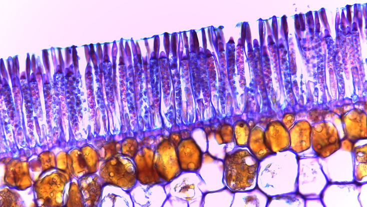 Laminaria, cross section of a thallus in the region of a sorus Light microscope photo of a cross section of a thallus of Laminaria in the region of a sorus