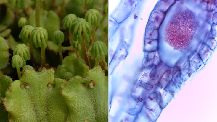 Marchantia polymorpha; left: tips of thalli with archegoniophores; right: light microscope photo of a longitudinal section of an archegonium Photos of Marchantia polymorpha; left: tips of thalli with archegoniophores; right: light microscope photo of a longitudinal section of an archegonium