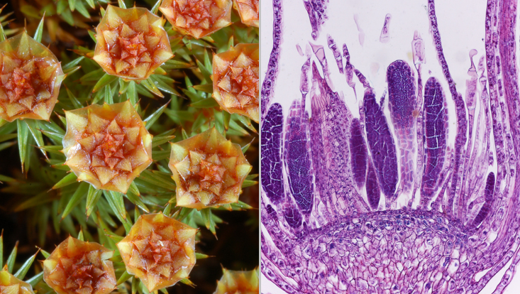 Groups of antheridia of mosses; left: Polytrichum, cauloids with terminal groups of antheridia seen from above; right: Mnium, light microscope photo of a longitudinal section of a group of antheridia Photos of groups of antheridia of mosses; left: Polytrichum, cauloids with terminal groups of antheridia seen from above; right: Mnium, light microscope photo of a longitudinal section of a group of antheridia