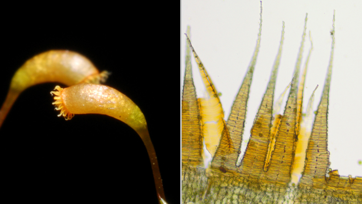 Peristome of mosses; left: sporogone with spreading peristome teeth; right: persistome teeth in the light microscope Photos of the peristome of mosses; left: sporogone with spreading peristome teeth; right: persistome teeth in the light microscope