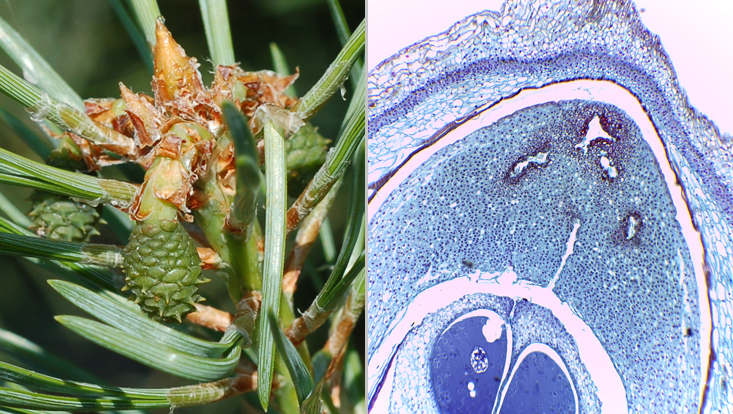Female reproductive structures of Pinus sylvestris; left: tip of branch with ovulate cone of the current year; right: light microscope photo of a longitudinal section of an ovule Photos of female reproductive structures of Pinus sylvestris; left: tip of branch with ovulate cone of the current year; right: light microscope photo of a longitudinal section of an ovule