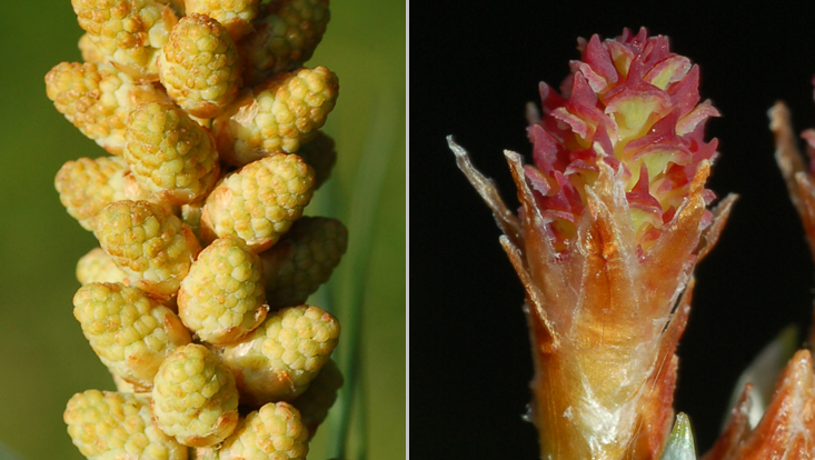 Strobili of a pine tree (Pinus); left: group of pollen cones; right: young ovulate cone at the time of pollination Photos of strobili of a pine tree (Pinus); left: group of pollen cones; right: young ovulate cone at the time of pollination